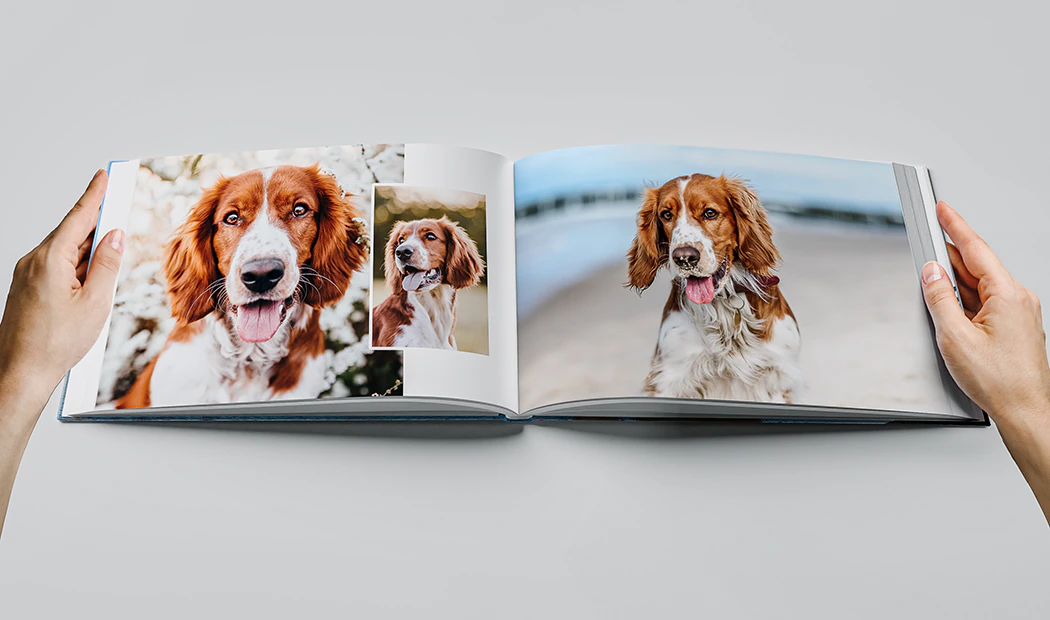 Álbumes de Fotos de Tela Grandes|Álbumes de Fotos de Tela Grandes|Álbumes de Fotos de Tela Grandes|Álbumes de Fotos de Tela Grandes|Álbumes de Fotos de Tela Grandes|Álbumes de Fotos de Tela Grandes|Álbumes de Fotos de Tela Grandes|Álbumes de Fotos de Tela Grandes|Álbumes de Fotos de Tela Grandes||