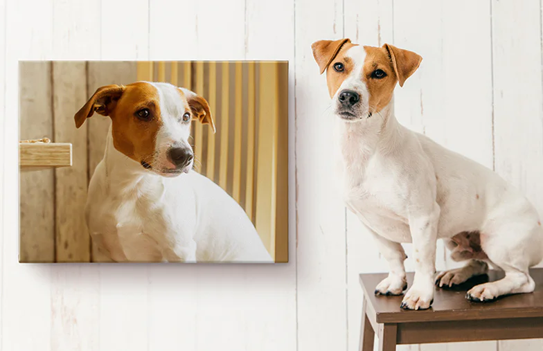 Impresiones en Lienzo de Fotos de Mascotas|Impresiones en Lienzo de Fotos de Mascotas|Impresiones en Lienzo de Fotos de Mascotas|Impresiones en Lienzo de Fotos de Mascotas|Impresiones en Lienzo de Fotos de Mascotas|Impresiones en Lienzo de Fotos de Mascotas|||||